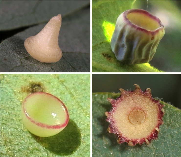 Four wasp made galls on plant leaves. One is like a game piece and frosty white, another is a wrinkled green cup with a delicate mauve edge. Another is like a jade bowl and shiny. The last is like a flower with spikes. 