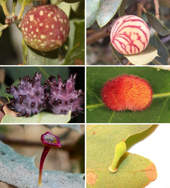 Six more fantastic galls. The first two are globular. one is spotted white on red, another is white with red veins. Then there are purple shiny spiky alien fruits and an orange ball with fine red "fur"
The last tow are trumpet like, one purple, one green. 