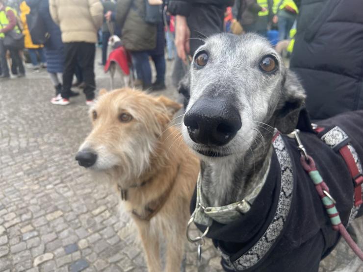 Ein Galgo mit schwarzem Mantel und ein Podenco mit blondem Langhaar-Fell schauen in Richtung der Kamera.