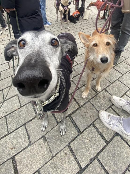 Ein Galgo mit schwarzem Mantel und ein Podenco mit blondem Langhaar-Fell schauen in Richtung der Kamera.