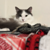 Alissa Azar's avatar